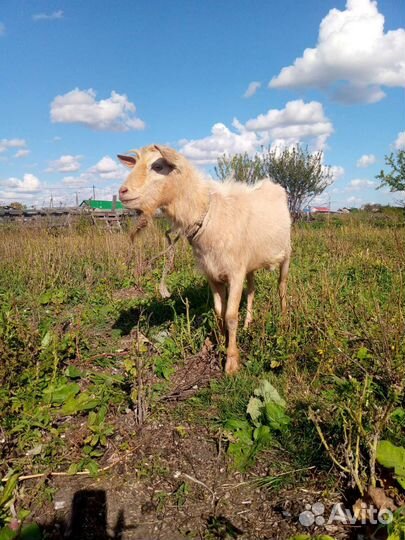 Козы козлята козлы