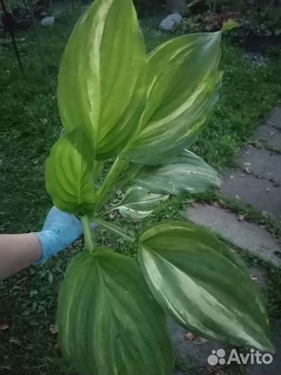 Хоста Splashed leather и др