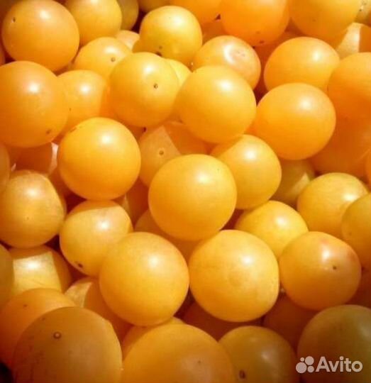 Саженцы алычи