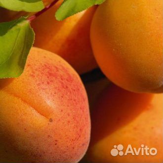 Абрикос Джумбо Кот (Jumbo Cot) Двухлетние саженцы
