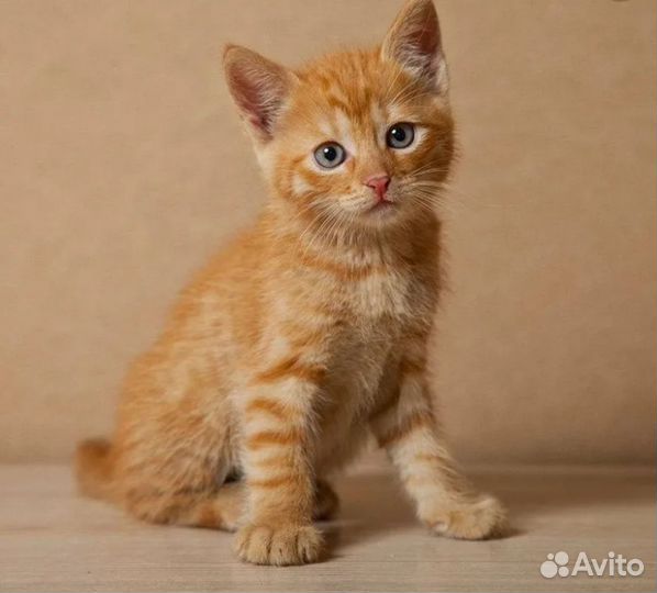 Рыжий котенок мальчик