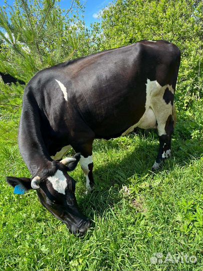 Коровы дойные