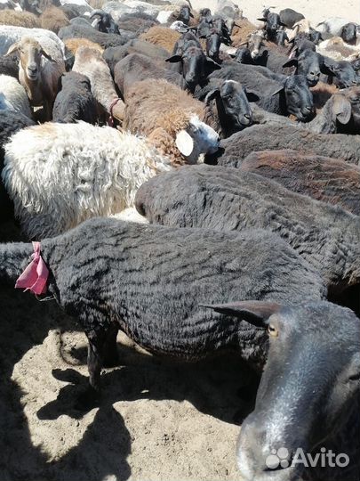 Овцы, бараны на мясо 110 голов