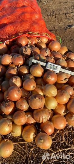 Лук от фермера урожай 2023