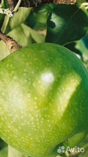 Плодовые.Колоновидные.Мини.Обычные