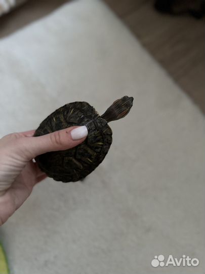 Черепашка сухопутная