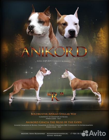 Амер.Стаффордширский терьер. Кобель на вязку