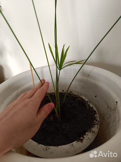 Комнатные цветы