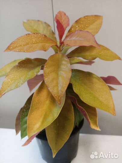 Суккуленты: Эхеверия, Переския, кактусы и др