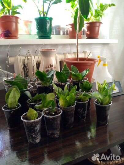 Комнатные цветы растения