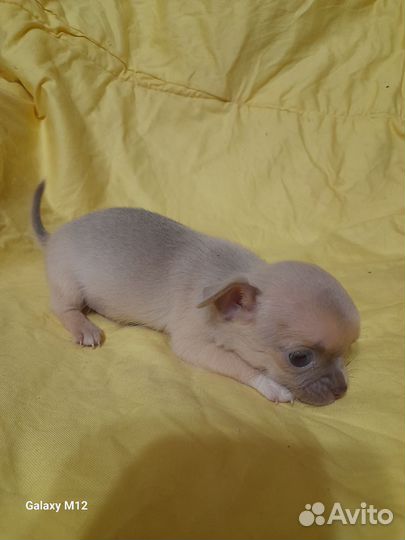 Два мальчика мини