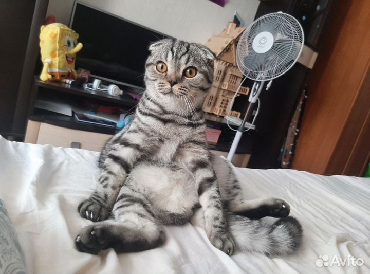 Шотландская вислоухая кошка