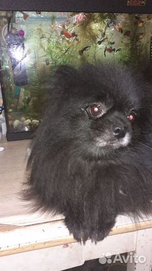 Шпиц Мерль шоколад