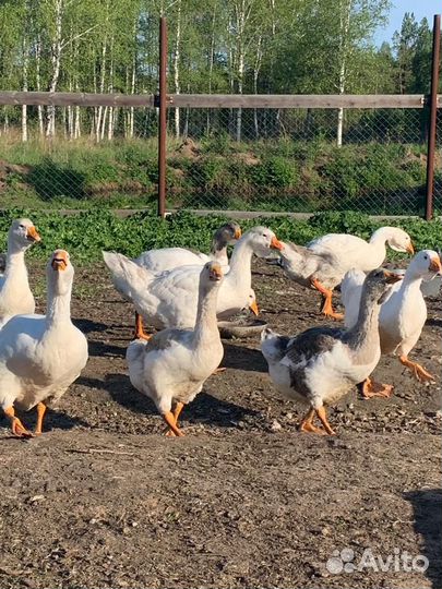 Холмогорские гуси