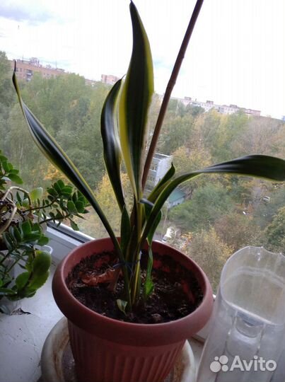 Сансевиерия. Щучий хвост. Тещин язык