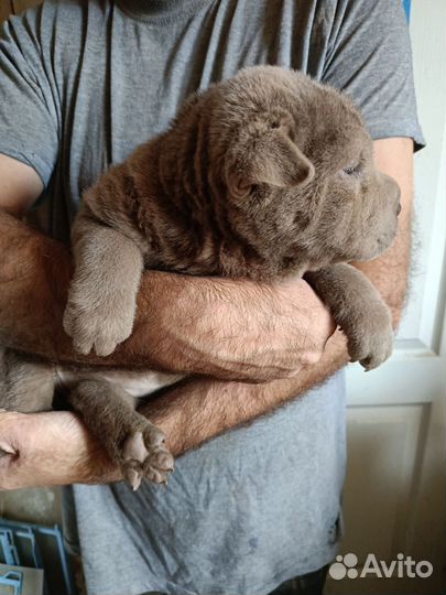Щенки шарпея