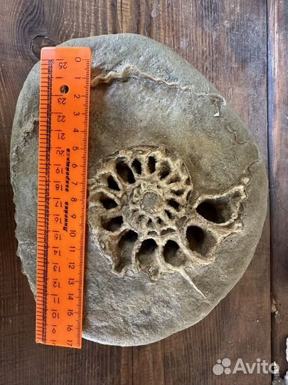 Окаменелости аммониты