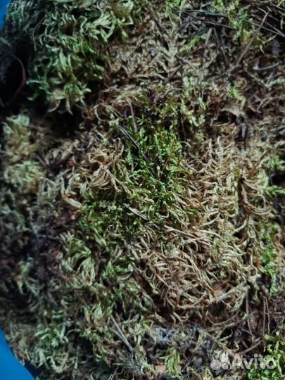 Мох для улиток