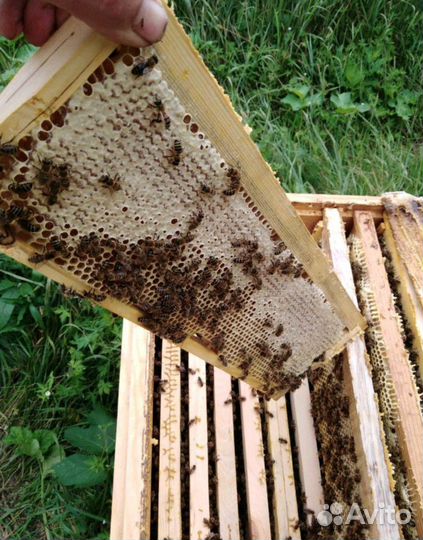 Мёд на Сеченова в Тюмени