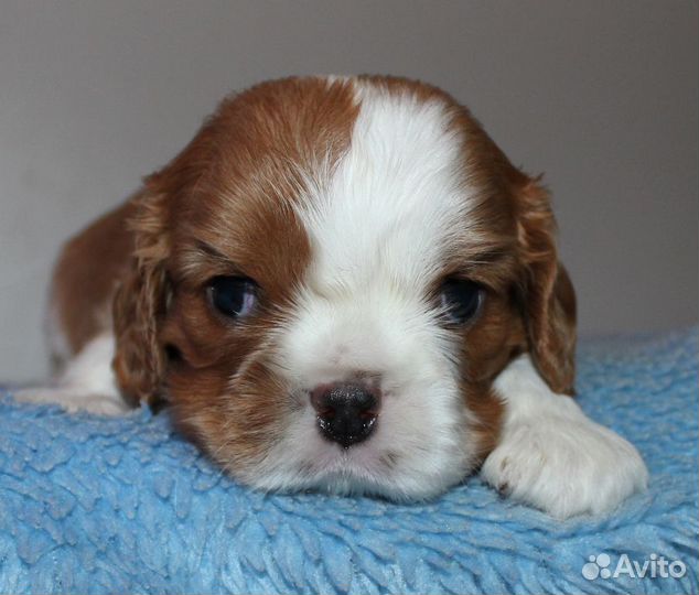 Малыши ккчс