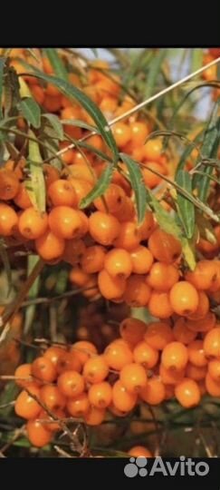 Облепиха свежая