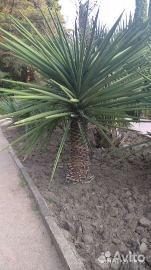 Юкка древовидная