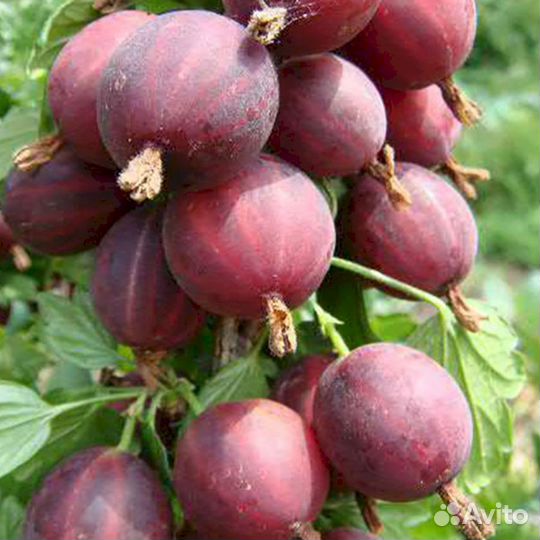 Саженцы крыжовника Раволт