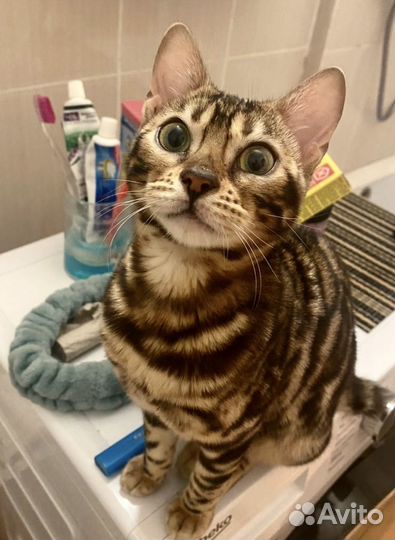 Бенгальская кошка