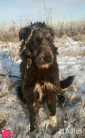 Молодой кобель в добрые руки