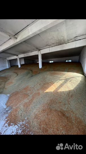 Просо красное