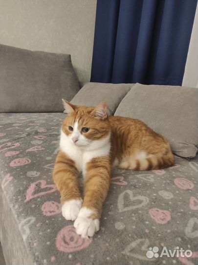 Отдам кота в добрые руки
