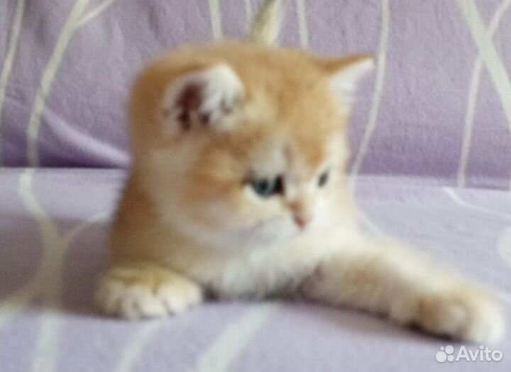Золотые котики