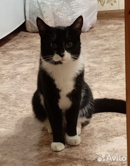 Кошка в дар