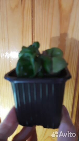 Хойя компакта