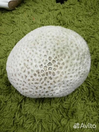 Морские кораллы