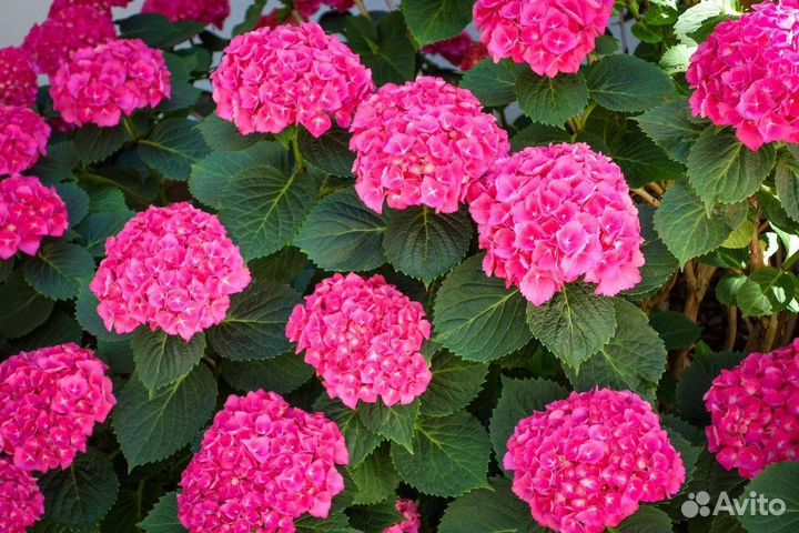 Гортензия 