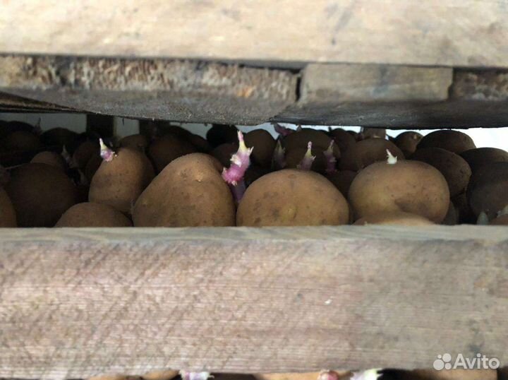 Семенной картофель голландка