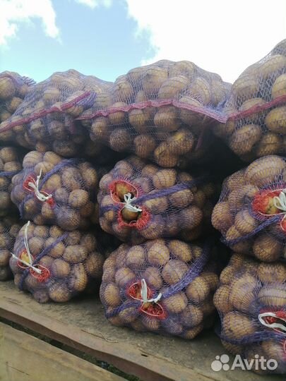 Картофель оптом от 1 тонны