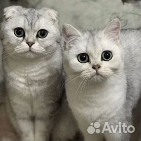 Раскраска благинина котенок - 68 фото