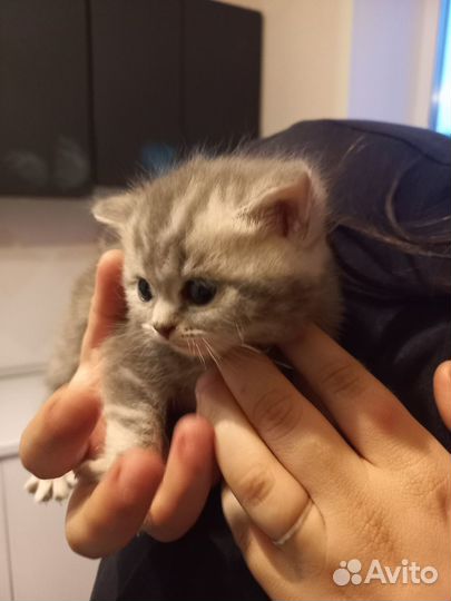 Британские котята