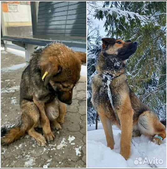 Собака ищет дом