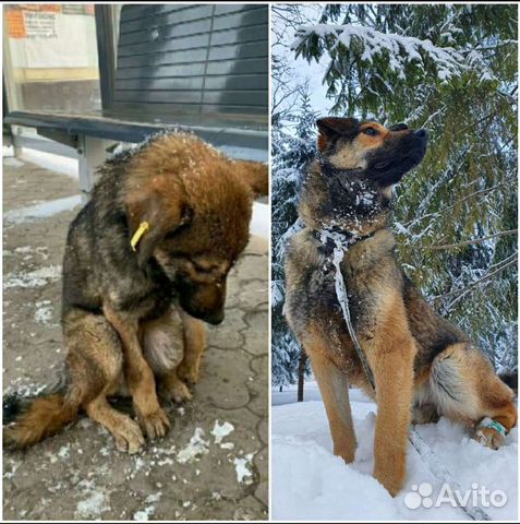 Собака ищет дом