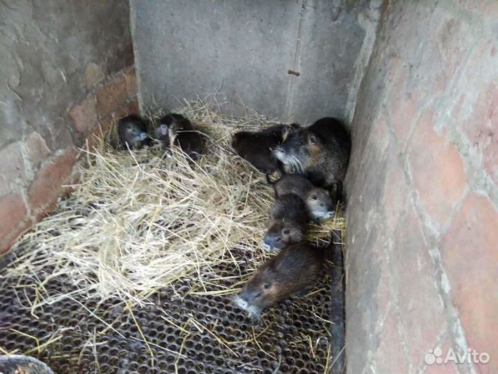 Продам нутрий