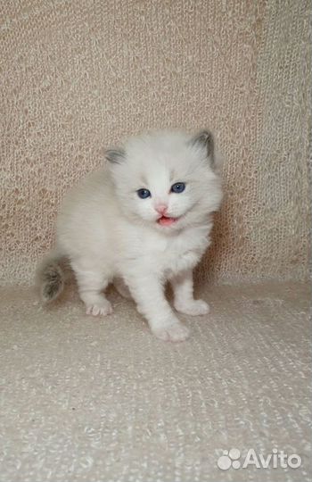 Рэгдолл котенок ragdoll kitten