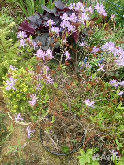 Рододендрон канадский