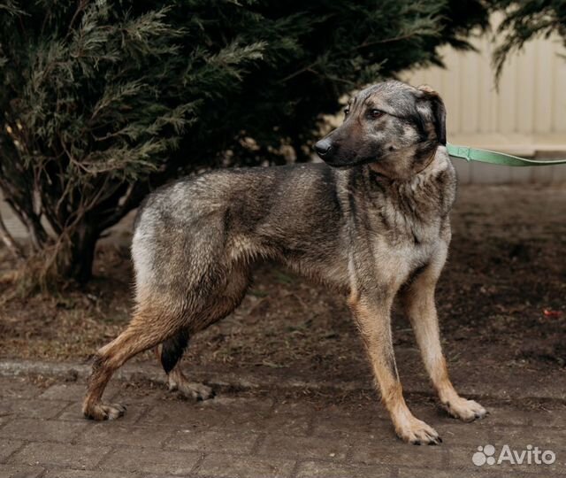 Спасите собаку из приюта