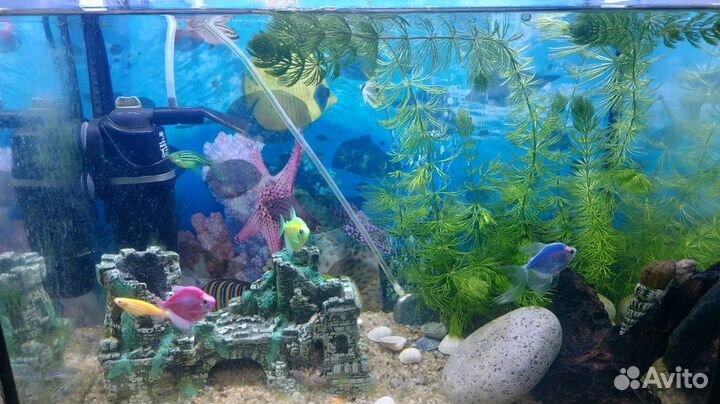 Аквариум с рыбами