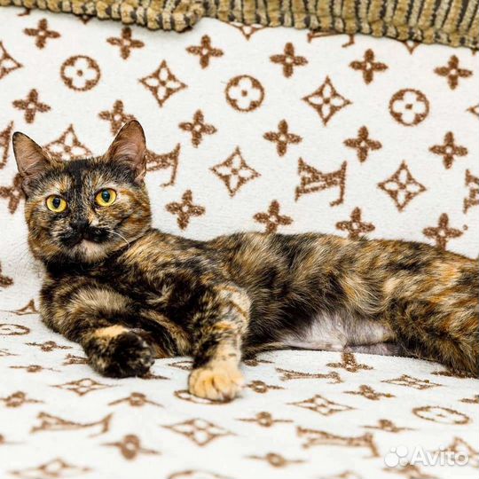 Мультяшка улыбашка,стерилизованная