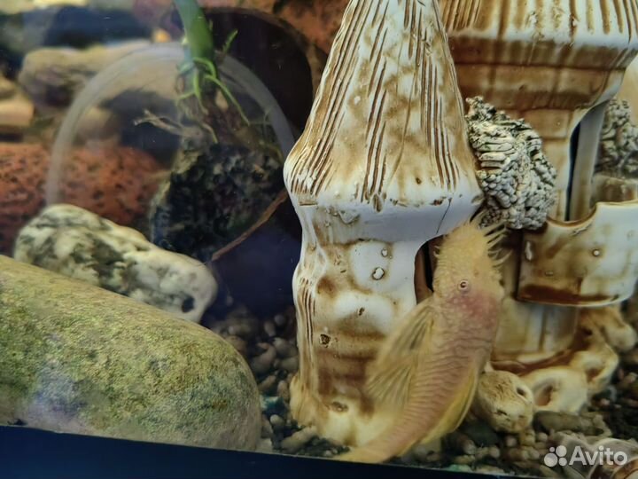 Сомики анциструсы