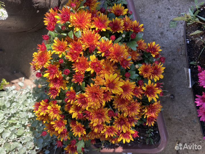 Хризантемы мультифлора